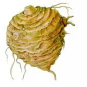 Szbutä Soröh 的头像