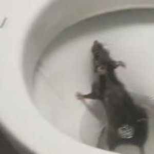 Avatar for 🐀🚽TOILET RATTT🐀🚽