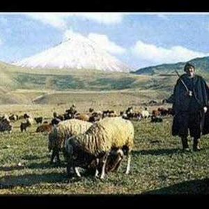 Avatar for mesut tu guli