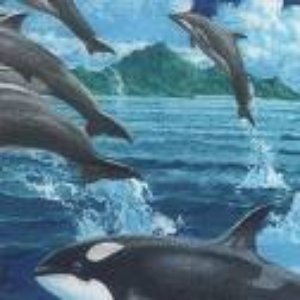 Dolphins & Whales 的头像