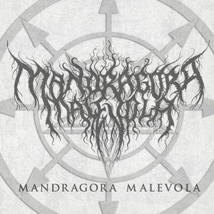 Mandragora Malevola 的头像