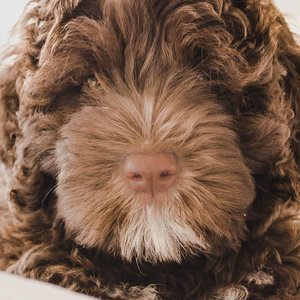 Chill My Pooch, Dog Music Waves & Relax My Puppy のアバター