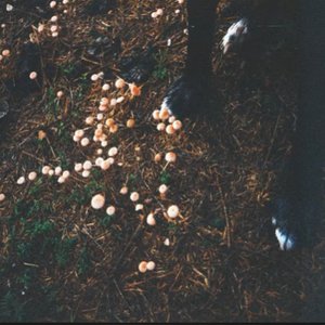 Avatar for Hanging Tree