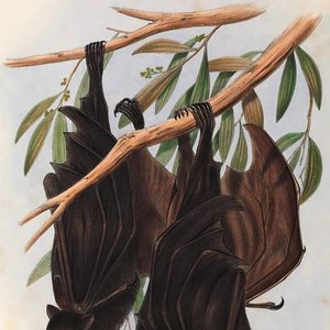 Cheiroptera 的头像