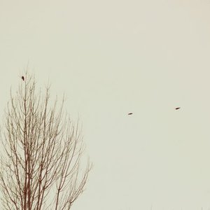 A step to the wind