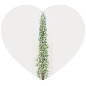 Sequoia