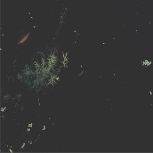 Naiads
