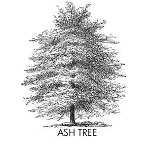 Image for 'Ash Tree'