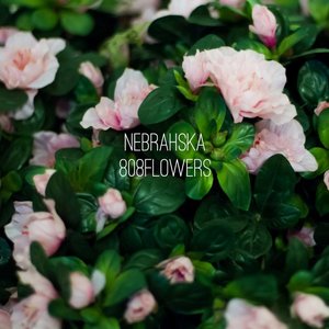 NEBRAHSKA 的头像