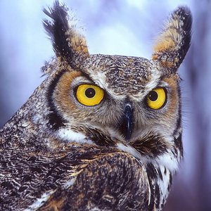 Avatar de Long-eared Owl