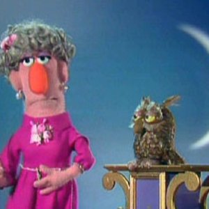 Zelda Rose and Her Singing Owl 的头像