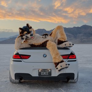 AlpineAskee 的头像