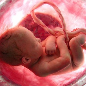 III: Human Breeding
