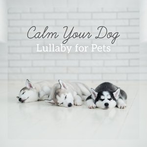 Calm Your Dog: Lullaby for Pets