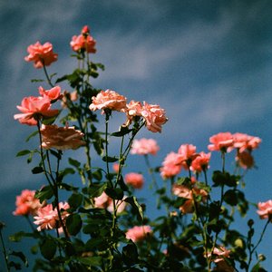 Thorns - Single