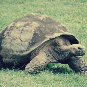 schildpad 的头像
