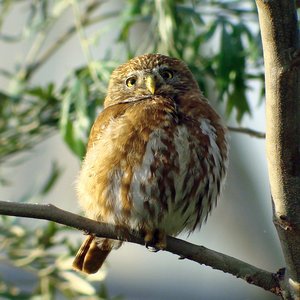 Awatar dla Ferruginous Pygmy-Owl