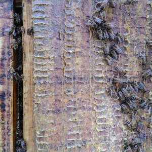 Beehive