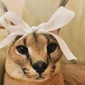 Lil Floppi 的头像