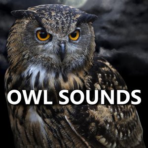 'Owl Sounds'の画像