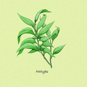 Eucalyptus - Single