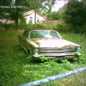 Аватар для Young Sherbet