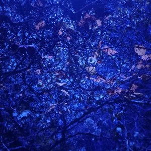 Belladonna - EP