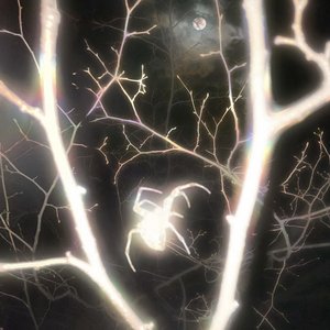 NU MOON - Single
