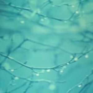 月明かり 的头像