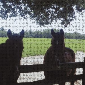 Avatar for horse saturday