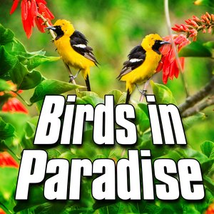 Birds in Paradise (Nature Sound)