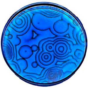 NileBlue 的头像