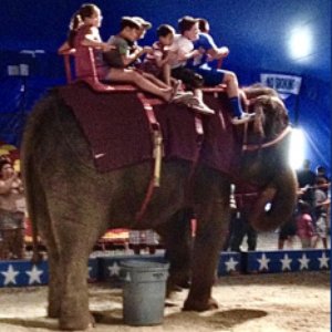 As Small as an Elephant