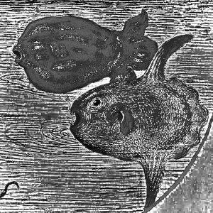 mola mola - EP