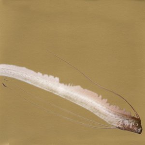 Message From Oarfish