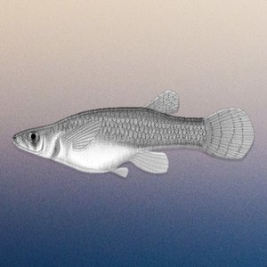 Gambusia 的头像