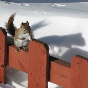 “Secret Squirrel”的封面