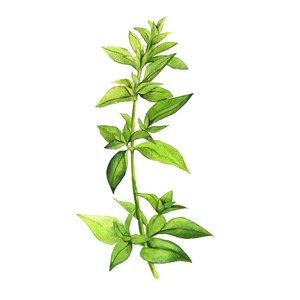 FESLİKANIMSIN