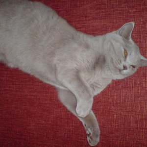 Коты 的头像