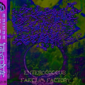Enterococcus Faecium Factory