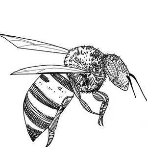 Avatar for Somalá