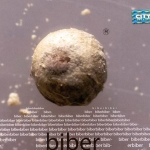 Biber