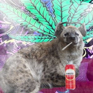 YoshiMix 的头像