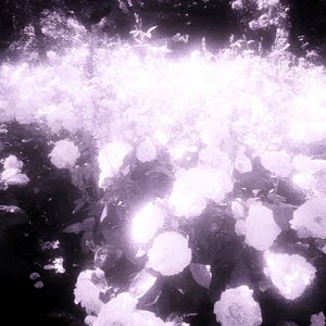 In the gentle embrace of flowers