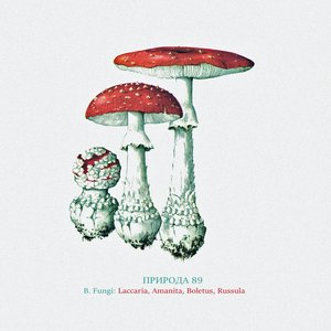 B. Fungi