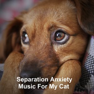 Separation Anxiety Music For My Cat