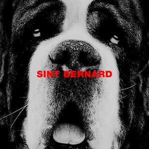 Sint Bernard - Single