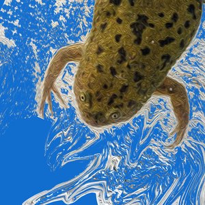 Xenopus)))