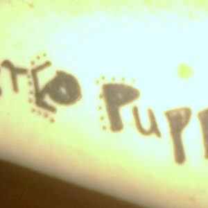 Stereo Puppy 的头像