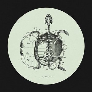 Hot Sea's Baby Turtle EP